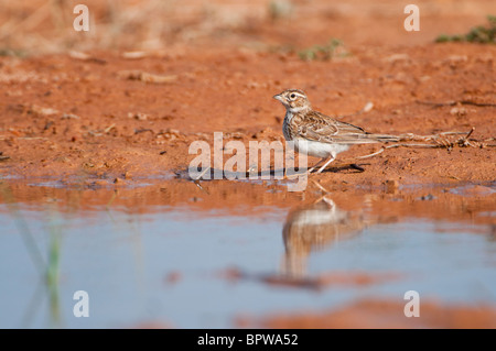 Proveniente da bere un waterhole nella centrale steppe spagnolo durante l'estate. Foto Stock