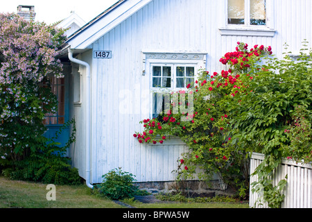 Una casa con la pianta di 'bellezza Bush' o 'Red Rambling Rosa' (Kolkwitzia Amabilis) salendo al di fuori nella Nevlunghamn, Norvegia Foto Stock