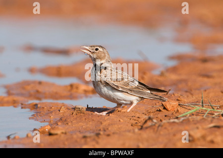 Calandra Lark provenienti da bere un waterhole nella centrale steppe spagnolo durante l'estate. Foto Stock