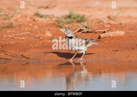 Calandra Lark provenienti da bere un waterhole nella centrale steppe spagnolo durante l'estate. Foto Stock