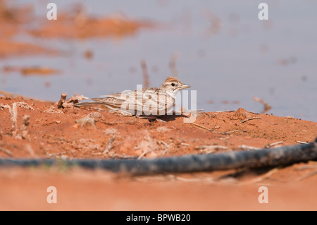 Proveniente da bere un waterhole nella centrale steppe spagnolo durante l'estate. Foto Stock