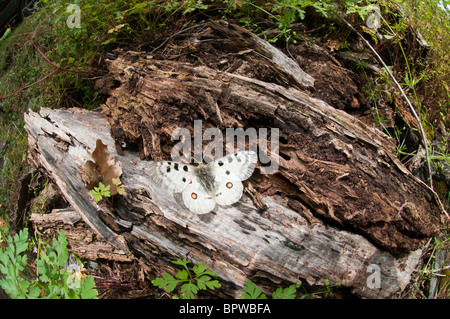 Parnassius apollo è nel Sud Europa confinato in alte zone di montagna, soprattutto nei Pirenei, dove è stato confinato alla fine dell'era glaciale. Si tratta di una specie grande, lucida, traslucide e amichevole con un comportamento di volo molto caratteristico. Foto Stock