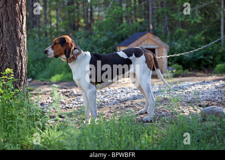 Hound dog utilizzati per la caccia procioni e orso legato con una catena di allevamento. Cane orgoglioso. Compagno di lavoro e di animale. Foto Stock