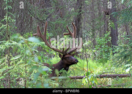 La fauna selvatica royal Elk in una fitta foresta in Alberta, Canada. Palchi coperta in velluto durante l'estate. Foto Stock