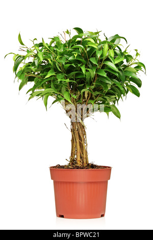 Un Ficus Benjamin (ficus benjamina natasja) in una pentola di marrone Foto Stock