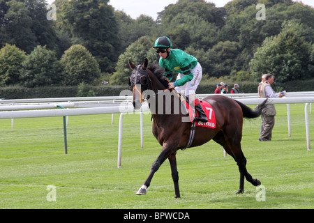 Betfred Sprint Cup gara incontro, Ippodromo di Haydock Park sabato 4 settembre, 2010 Foto Stock