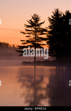Pino bianco in luce all'alba, Burwash, Ontario, Canada. Foto Stock