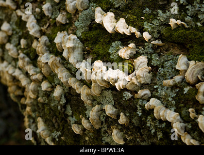 I funghi selvatici che crescono su caduto albero tronco - USA Foto Stock