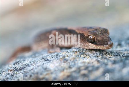 Vitattus ceck su una roccia Foto Stock