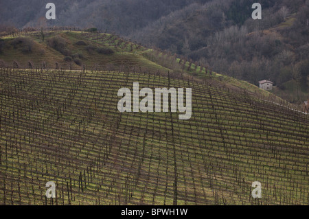 Prosecco, Italia la risposta di champagne. Foto Stock