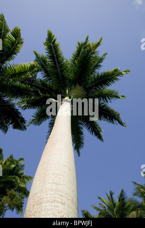 Enorme Talipot palme, Corypha umbraculifera Foto Stock