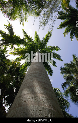Enorme Talipot palme, Corypha umbraculifera a Andromeda Botanic Gardens Foto Stock