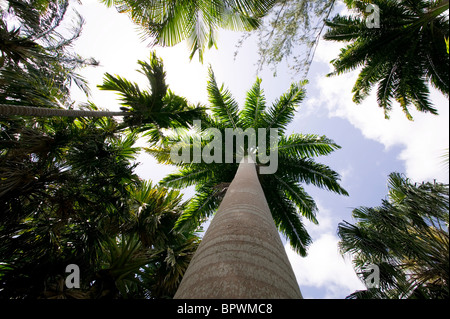 Enorme Talipot palme, Corypha umbraculifera a Andromeda Botanic Gardens Foto Stock