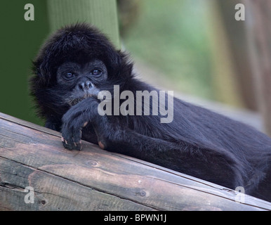 Il Ragno colombiano di scimmia (ateles fusciceps rufiventris) Foto Stock
