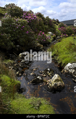 Flusso di acqua e paesaggio di rododendro Connemara, nella contea di Galway Irlanda Foto Stock