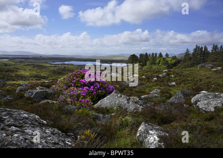 Fiori di rododendro ( Rhododendron ponticum ) e del paesaggio, Connemara County Galway Irlanda Foto Stock