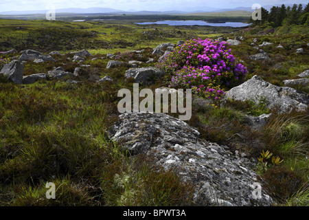 Fiori di rododendro ( Rhododendron ponticum ) e del paesaggio, Connemara County Galway Irlanda Foto Stock