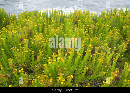 Golden samphire (Inula crithmoides) Foto Stock