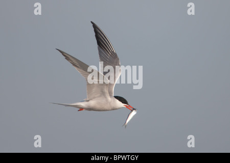 Tern comune (Sterna hirundo) battenti con pesce Foto Stock