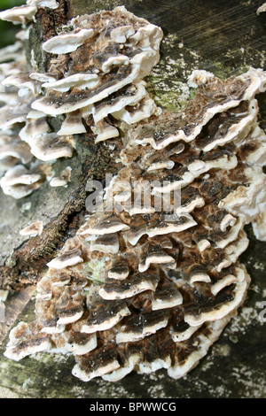 Staffa fumoso Bjerkandera adusta presi in Eastham Country Park, Wirral, Merseyside, Regno Unito Foto Stock