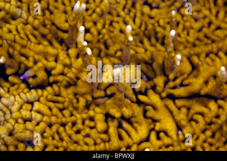 Close up di ramificazione fuoco sulla Coral reef Foto Stock