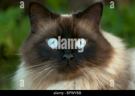 Gatto Ragdoll Close up Foto Stock