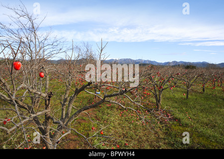 Persimmon frutti sugli alberi settore agricoltura Foto Stock