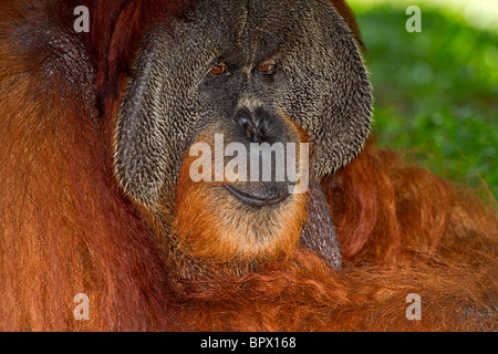 Orangutan, pongo pygmaeus, maschio. Un maschio maturo Orango Tango con un espressione contemplativa. Foto Stock