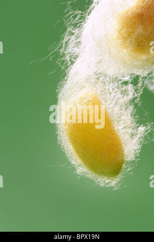 Giallo silkworm cocoon su verde sulla vite senza fine di seta net Foto Stock