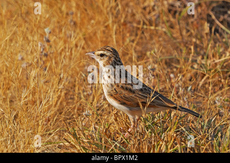 Adulto skylark orientali (Alauda gulgula) inconspicua gara Foto Stock