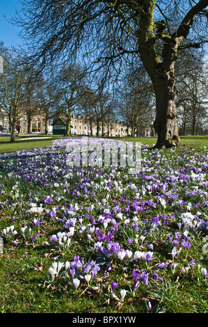 Dh HARROGATE North Yorkshire Crocus aiuola di fiori in Harrogate il parco vaganti Foto Stock