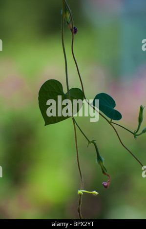 A forma di cuore ad gloria di mattina lascia Foto Stock