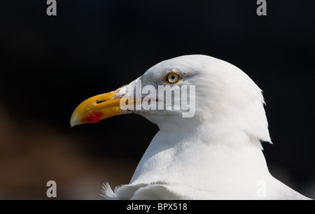 Un Gabbiano di aringhe da vicino Foto Stock