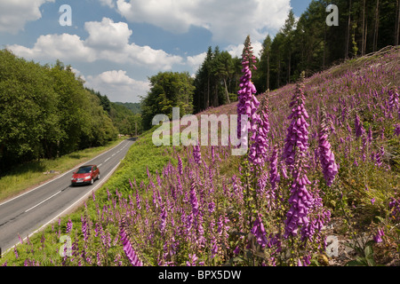 Auto ROSSA SULLA STRADA NELLA FORESTA DI DEAN CON FOXGLOVES in primo piano. Foto Stock