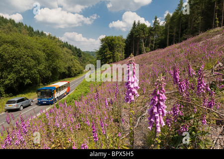 Pullman e 4X4 SU STRADA NELLA FORESTA DI DEAN CON FOXGLOVES IN PRIMO PIANO Foto Stock