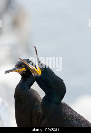 Due comunità o Shags comune (Phalacrocorax aristotelis) prese sulle isole farne Northumberland. In Inghilterra. Foto Stock