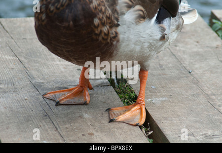 Duck Feet Foto Stock