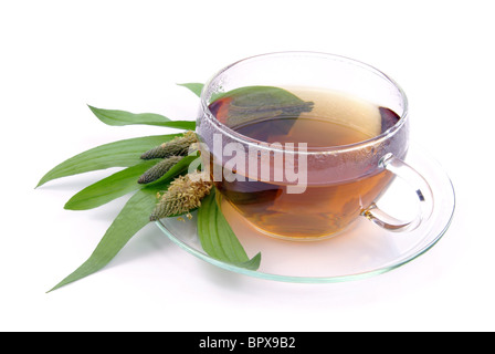 Tee Spitzwegerich - tea ribwort piantaggine 10 Foto Stock