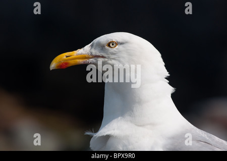 Un Gabbiano aringhe fino vicino visto presso la città costiera di Seahouses, Inghilterra Foto Stock