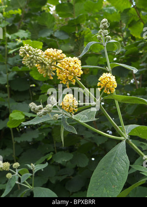 O Buddleia Buddleja x weyeriana cultivar 'Golden Glow " close up, REGNO UNITO Foto Stock