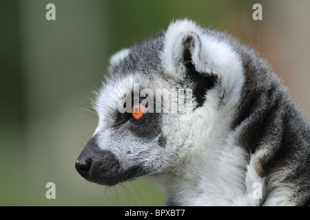 Captive Ring Tailed Lemur (nome latino: Lemur catta), fotografati a Drusilla Park, East Sussex, Inghilterra. Foto Stock