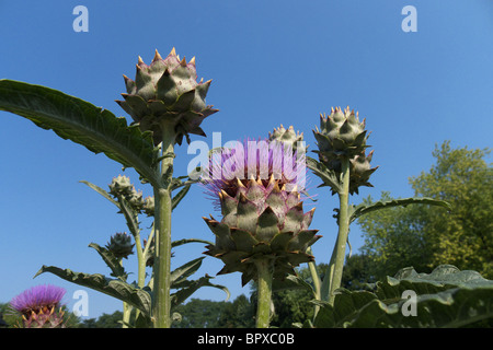 Cynara cardunculus in fiore...c'è anche noto come il cardo Foto Stock