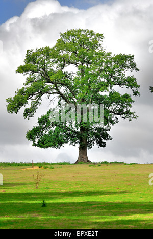 Unico albero di quercia in leaf sulla collina Colline del Surrey in Inghilterra REGNO UNITO Foto Stock