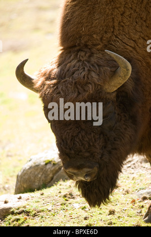 Wisent (Bison bonasus) Foto Stock