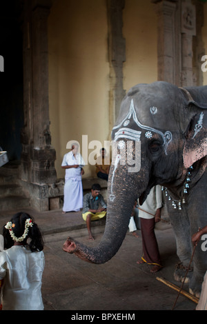 Elefante e giovane ragazza in Sri meenakshi temple Foto Stock