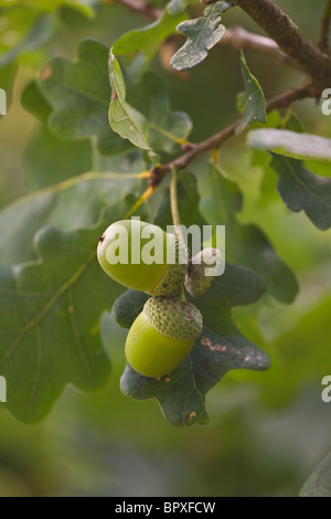 Inglese Di Ghiande di quercia (Quercus robur) all'inizio dell'autunno. Regno Unito Foto Stock