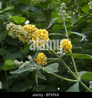 O Buddleia Buddleja x weyeriana cultivar 'Golden Glow " close up, REGNO UNITO Foto Stock