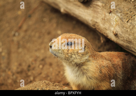 Un captive Black Tailed Prairie Dog (nome latino: Cynomys ludovicianus) fotografati a Drusilla Park, East Sussex, Inghilterra Foto Stock