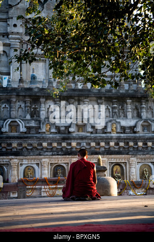 Monaco Tibetano Meditazione sotto il Bodhi tree dove Shakyamuni raggiunti illuminismo, tempio di Mahabodhi, Bodhgaya,, Bihar, in India. Foto Stock