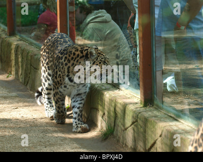 La stimolazione di Leopard su e giù all'interno della gabbia di vetro mentre la gente guarda nel West Midland Safari e Leisure Park, Regno Unito Foto Stock